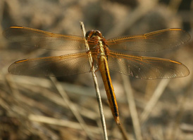 Needham's Skimmer